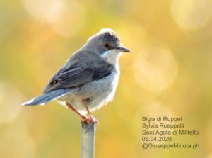 Le meraviglie della natura nei cieli santagatesi. Gli straordinari scatti di Giuseppe Minuta.