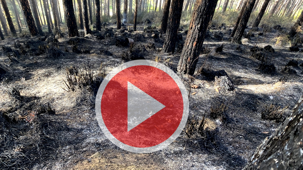 I danni del rogo a Vallebruca e Iria. La pineta incenerita.