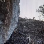 Un uovo nel nido dell'Aquila Reale. L'inattesa sorpresa davanti alla webcam del Parco dei Nebrodi