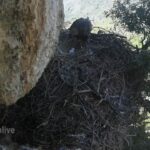 Parco dei Nebrodi, deposte le uova nel nido dell’Aquila reale