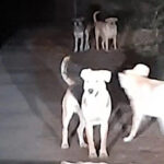 Pericolo cani in zona San Bartolomeo, petizione popolare. Il sindaco:"Cani microchippati, no randagi. Enti sollecitati"