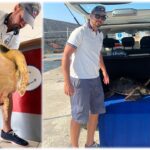 Guardia Costiera, controlli nella settimana di Ferragosto. Salvati una tartaruga e un delfino