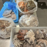 Pesca illegale, sequestrati dalla Guardia Costiera attrezzi irregolari e 50 chili di prodotto ittico Screenshot